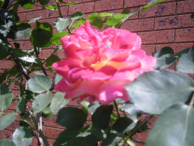 My Garden Rose 24 Oct 2009