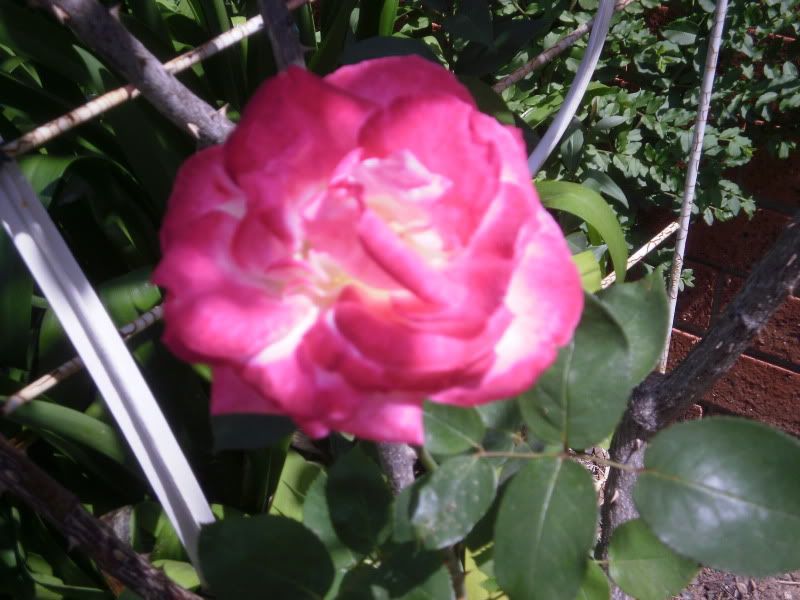 Rose in my Garden 24 Oct 2009