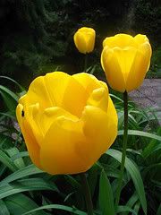 Triple Yellow Tulips