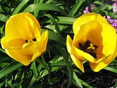 Double Yellow Tulips