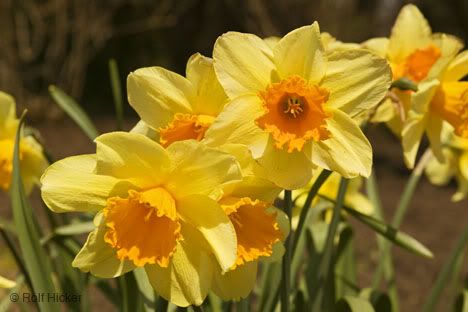 Daffy Pictures, Images and Photos