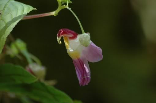 rare flowers names