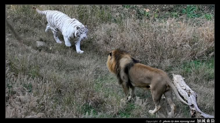 Sabertooth+Tiger+vs+Bear Lion and Tiger fight info request in Lion vs Tiger Discussion Forum