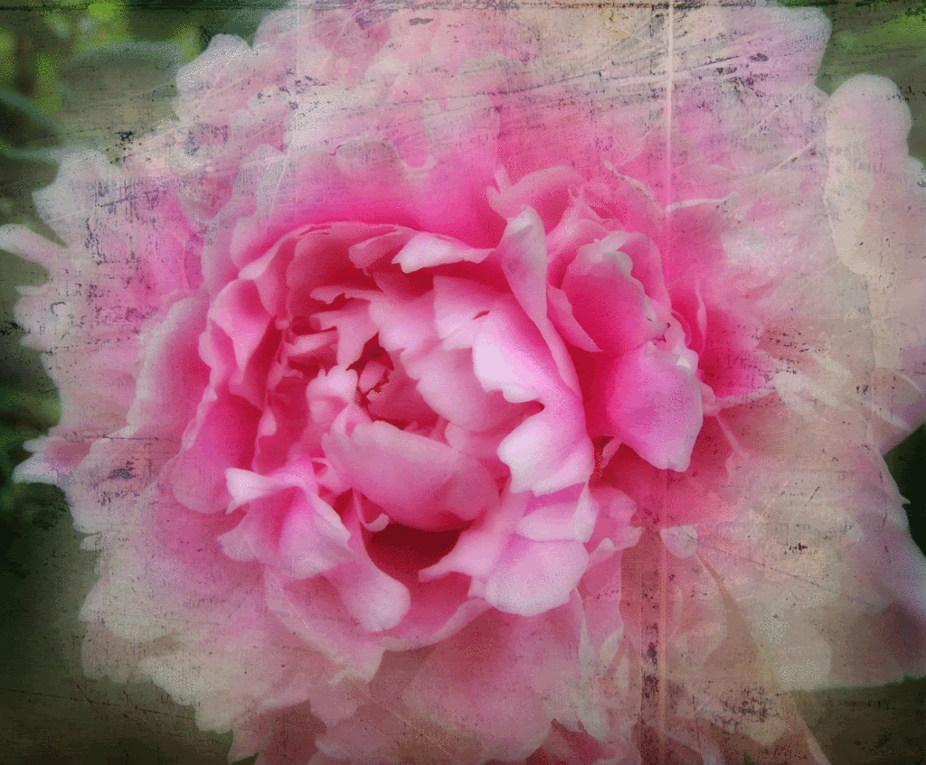 Peony with normal mode texture