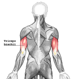 triceps brachii