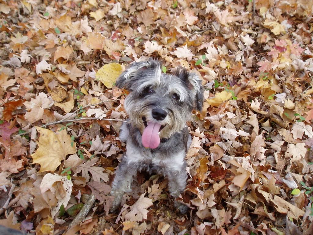 ARCHIE001.jpg