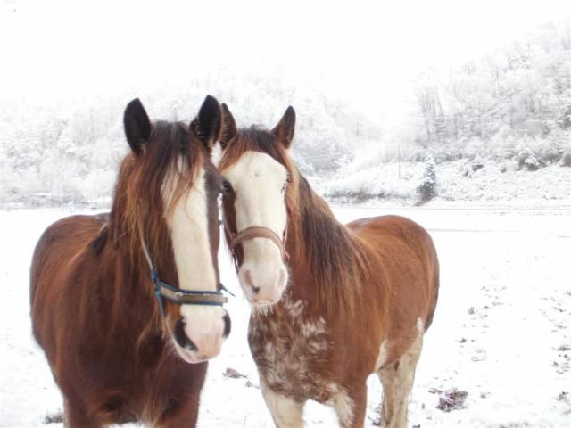 SnowagainJan2011039.jpg
