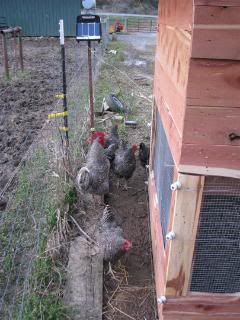 CedarChickenCoop011.jpg