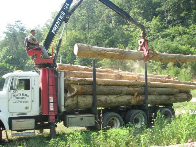 BeastyHemlock002.jpg