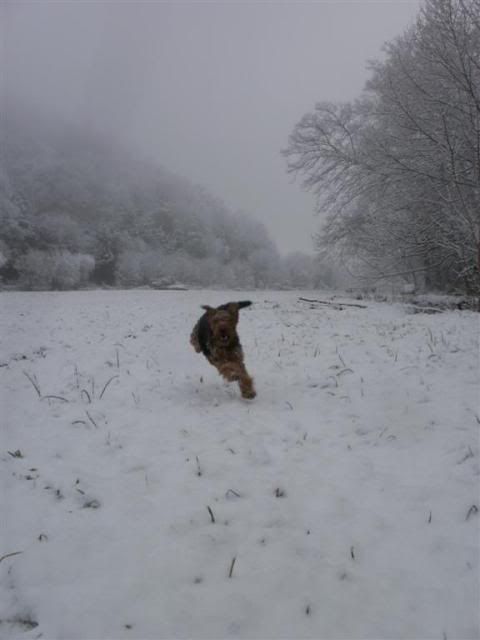 SnowagainJan2011030.jpg