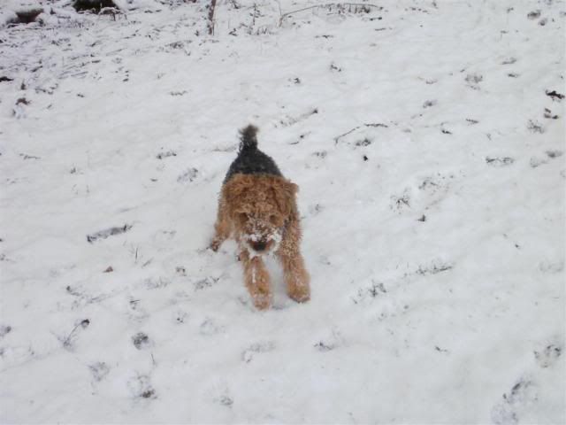 SnowagainJan2011037.jpg
