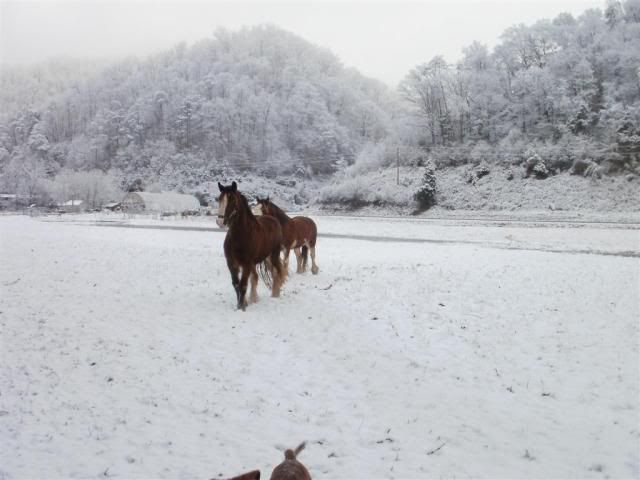 SnowagainJan2011038.jpg
