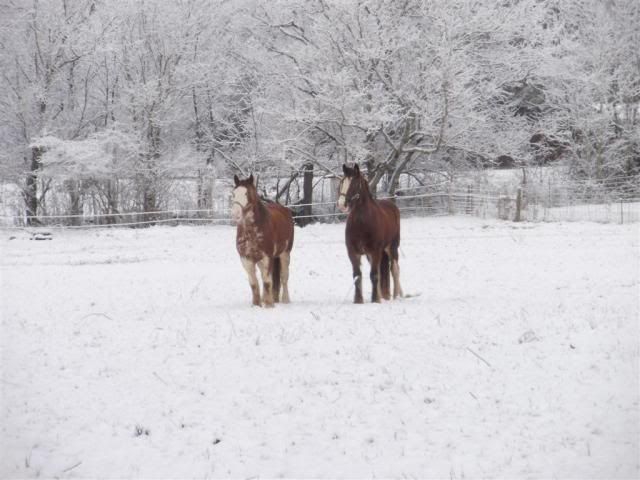 SnowagainJan2011043.jpg