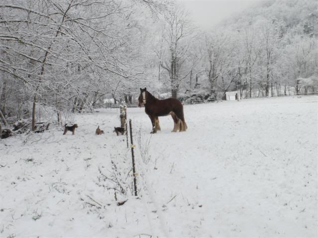 SnowagainJan2011044.jpg