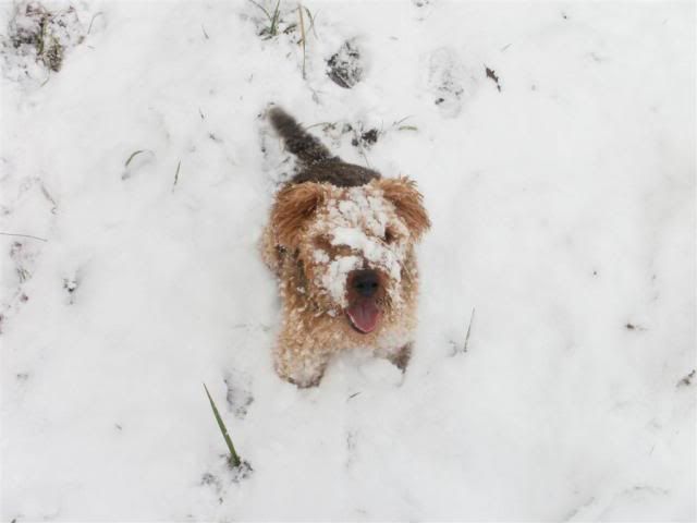SnowagainJan2011049.jpg
