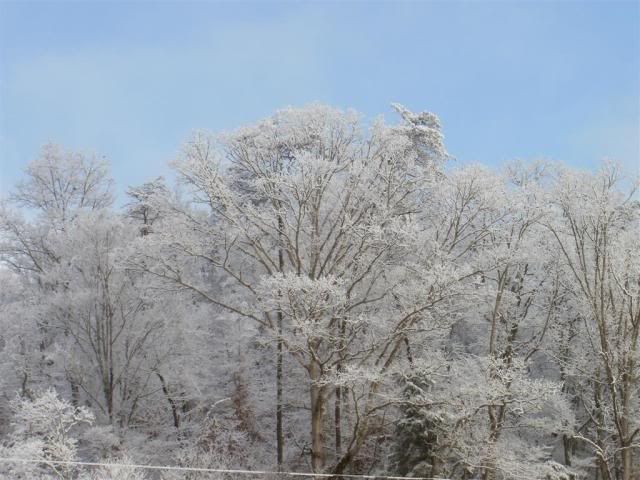 SnowagainJan2011067.jpg