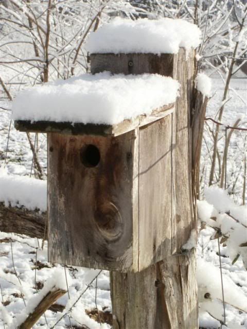 SnowagainJan2011068.jpg