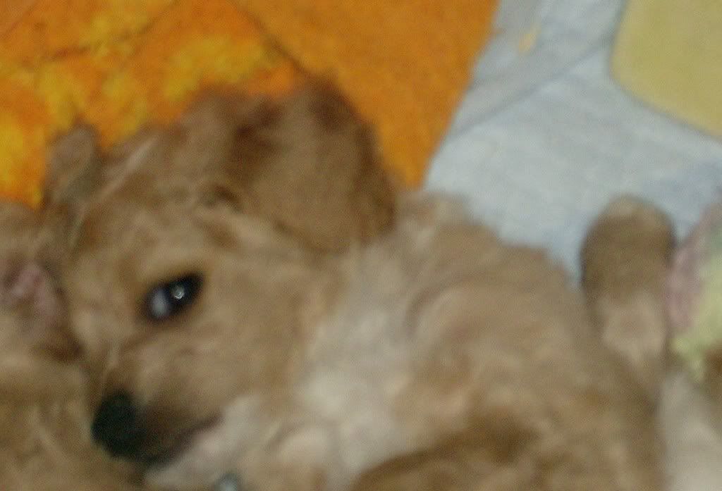 cute.jpg puppies image by jehsie