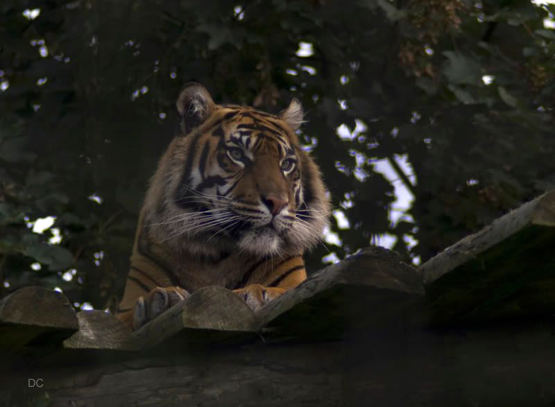 Chester Zoo Big Cats 8 Images