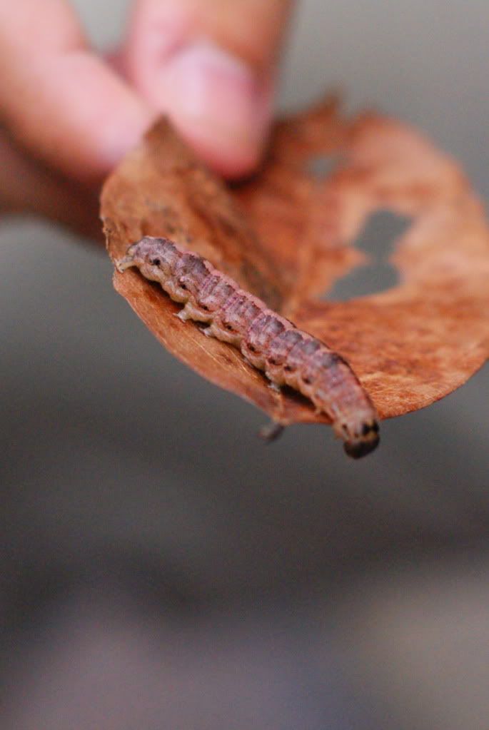 Forum Image: http://i271.photobucket.com/albums/jj144/J4jackass/DSC07254.jpg