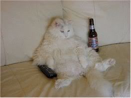 drunk cat