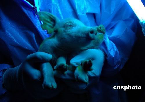 cochon fluorescent chinois