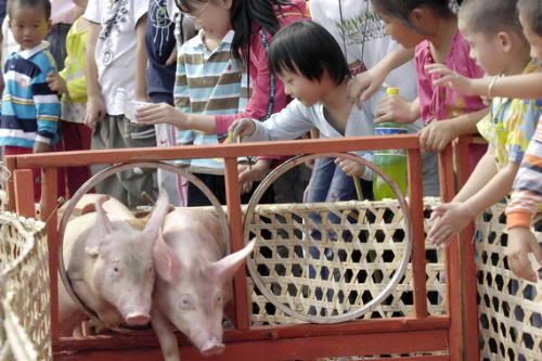 Course cochons Chine