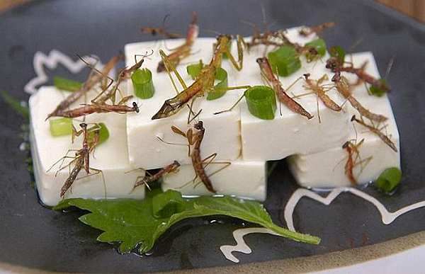 http://i271.photobucket.com/albums/jj147/leretserge/cuisine-bestioles.jpg