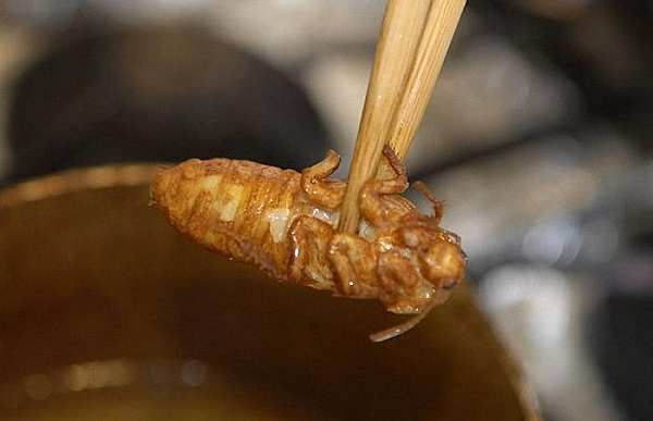 http://i271.photobucket.com/albums/jj147/leretserge/cuisine-insecte.jpg