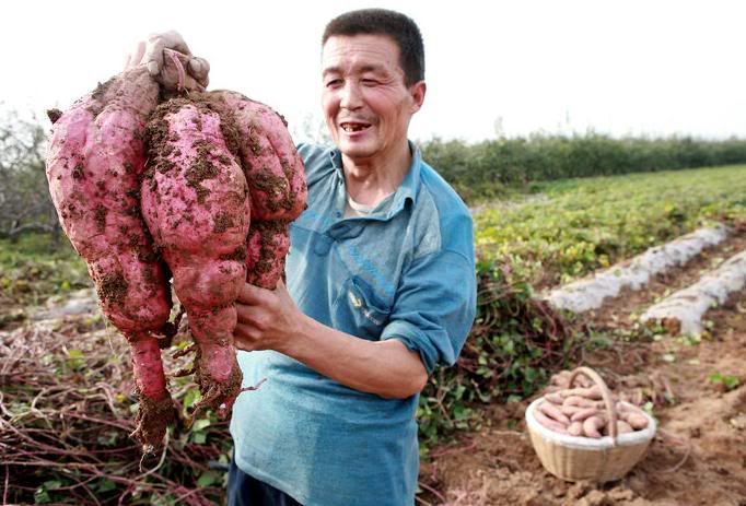 Giant chinese vegetables