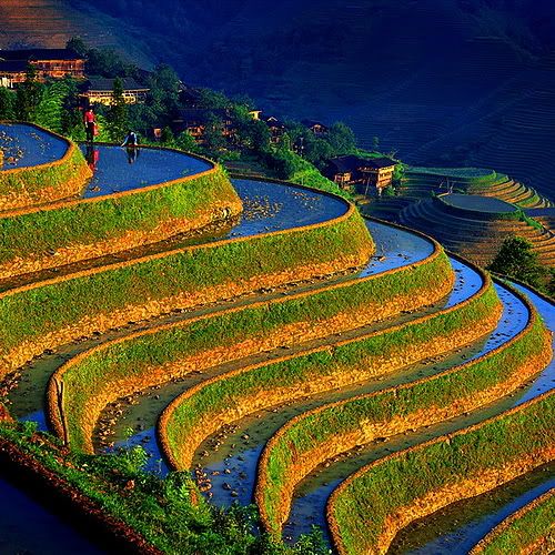 Rizieres en terrasses de Longji Sud Chine