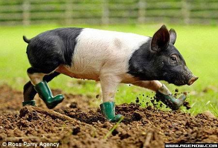 cochon bottes