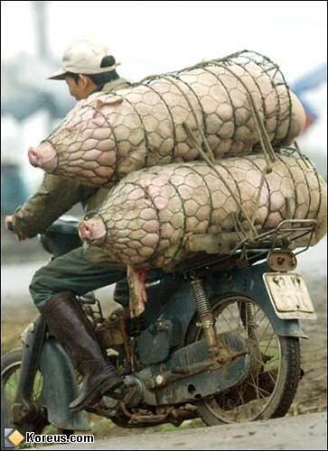 http://i271.photobucket.com/albums/jj147/leretserge/porcs-saucissonnes.jpg