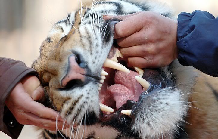 Tiger wisdom teeth