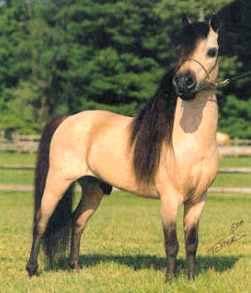 lizzys fav horse ((blitz))