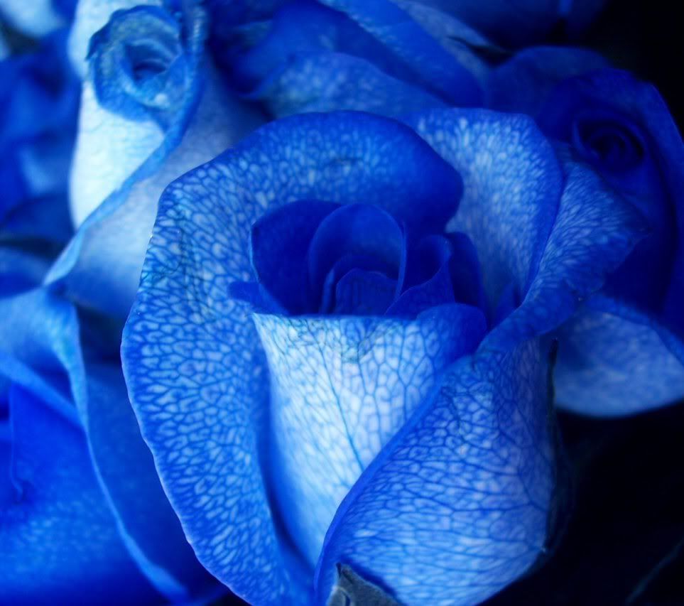 Blue Rose Flower of Sexy Wallpaper