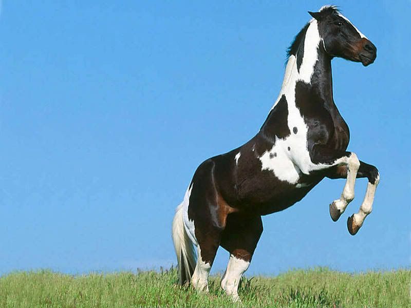 mustang horse running. A wild Mustang running free