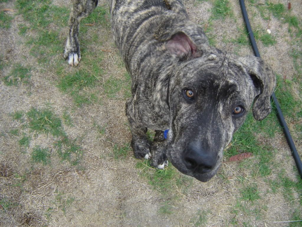 Great Dane Ridgeback