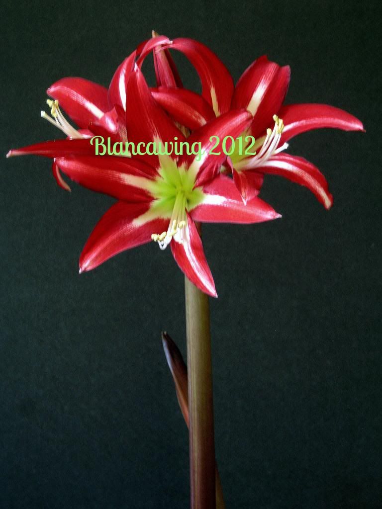 Sophisticate photo Sophisticate_zps0100b4ba.jpg