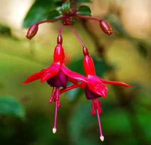 Fuchsia Flower Pictures, Images and Photos