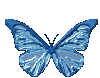blue butterfly Pictures, Images and Photos