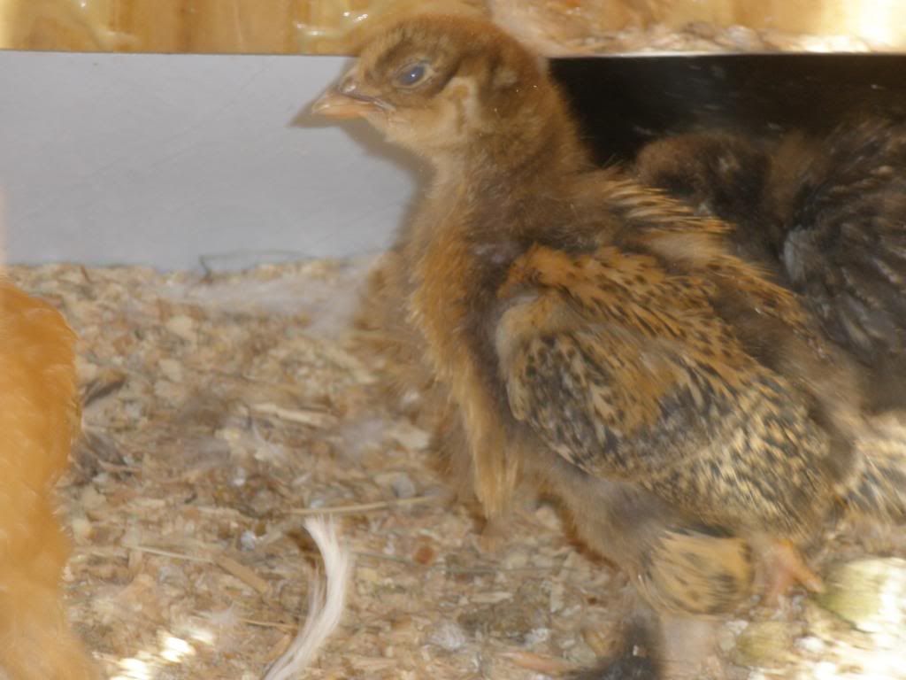 bantam cochin chicks for sale (Los Angeles) BackYard Chickens Learn