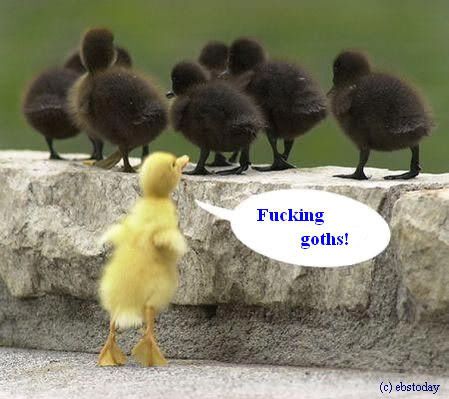duckies.jpg