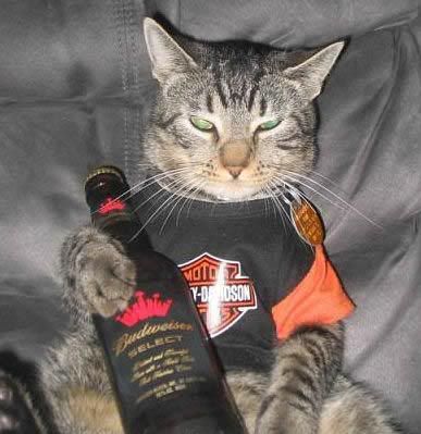 Este é o bêbado animal! aproveitando enquanto a lei não o pune Foto de um gato com a roupa da Harley-Davidson e uma garrafa da Budweiser