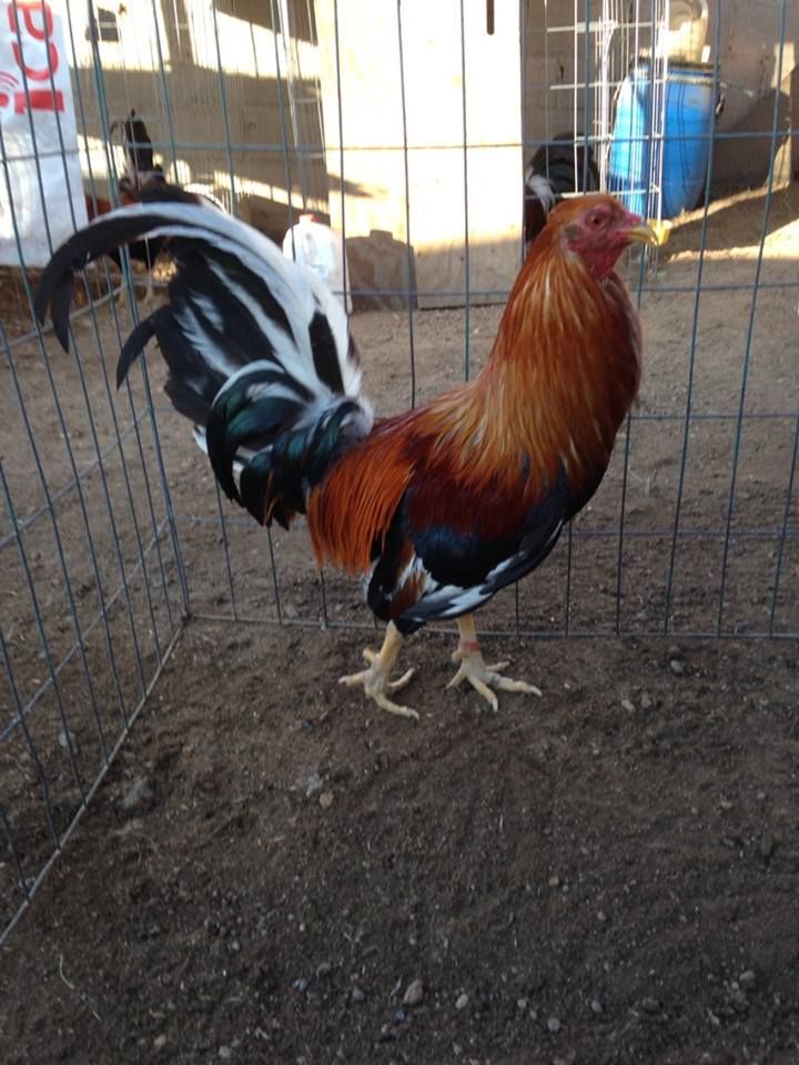 Cowan Jr Belt Photo by aztecagamefowl Photobucket