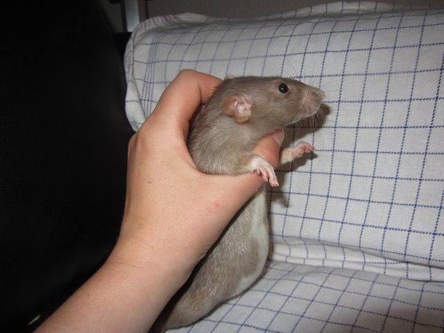 Billede