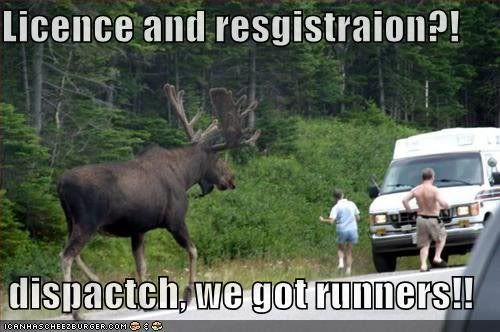 MOOSE!!!! Pictures, Images and Photos