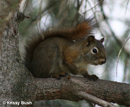 squirrel.jpg