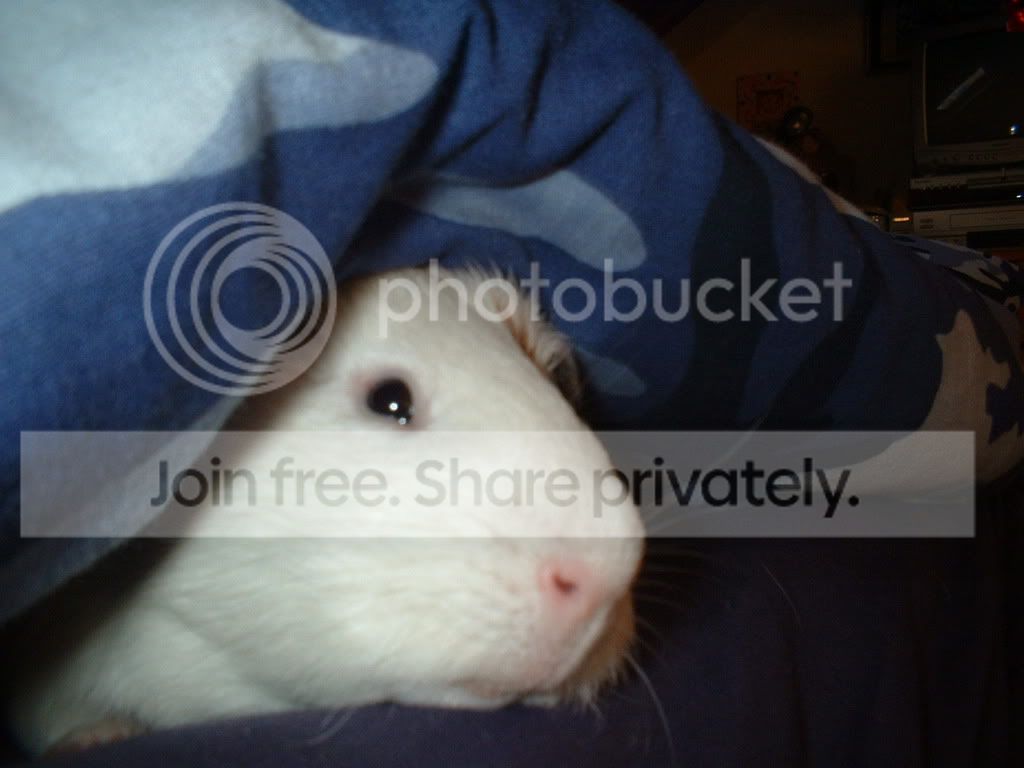 bramblecover.jpg